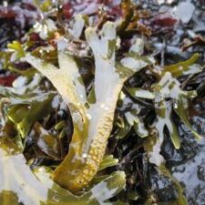 SeaweedIceland